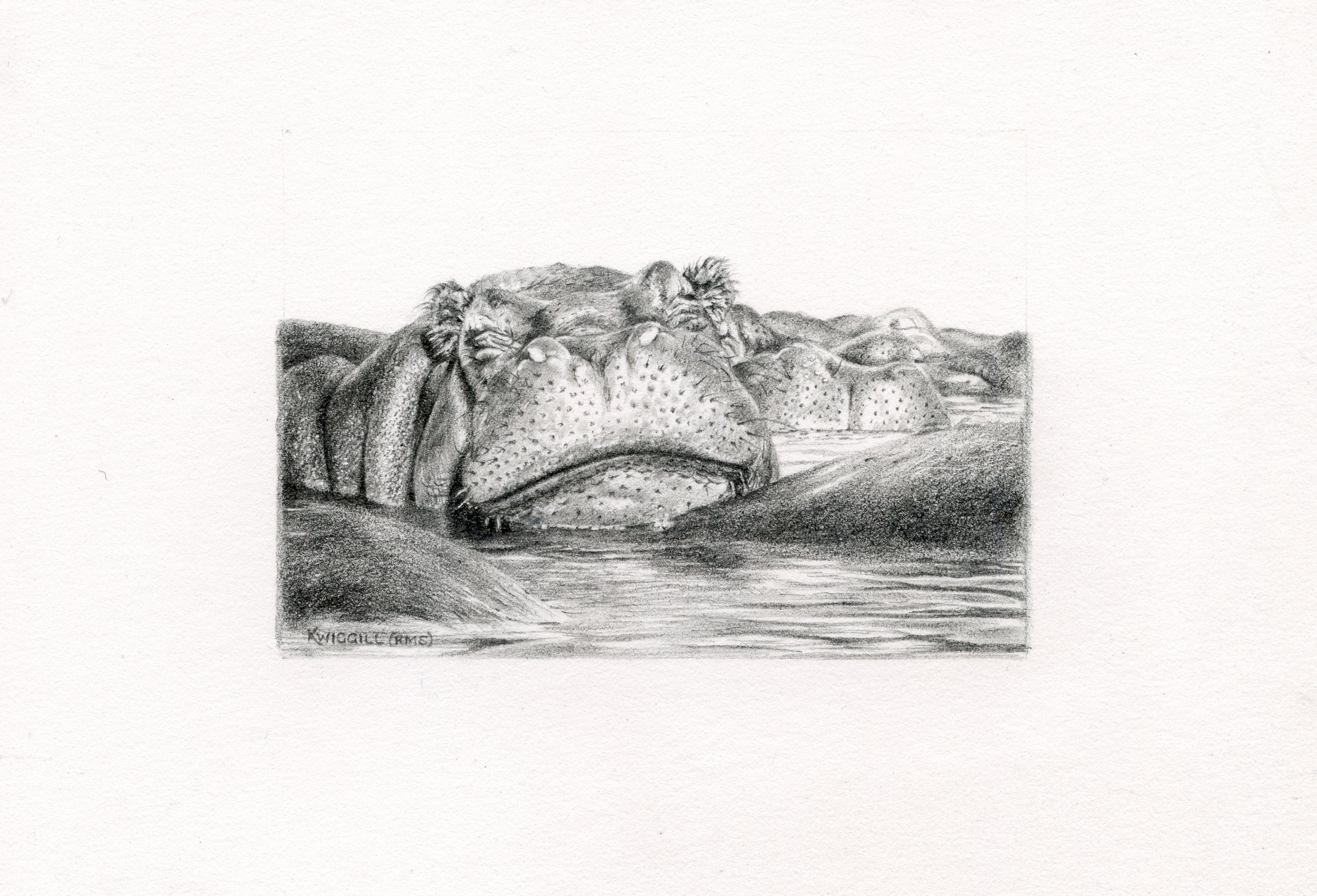 Karyn Wiggill - Happy Hippo